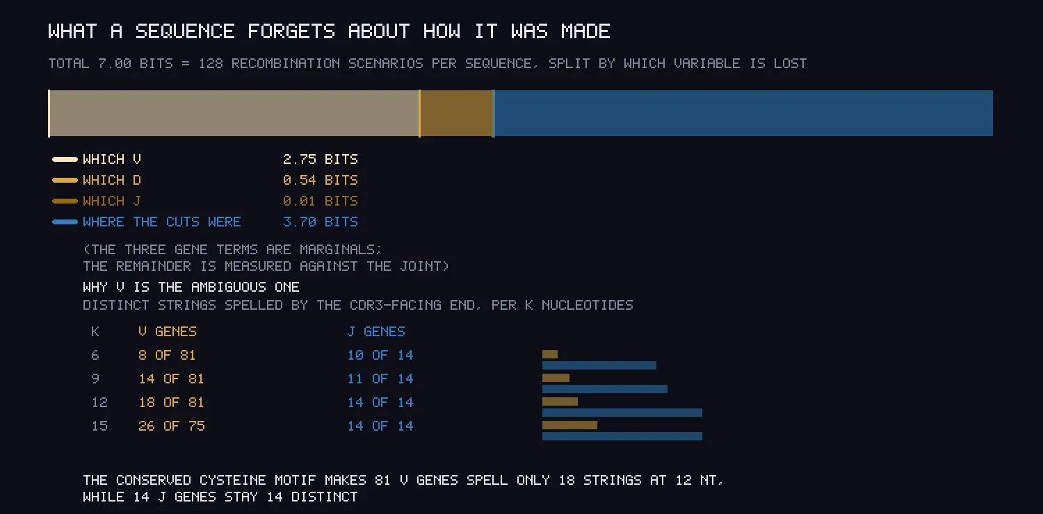 A horizontal bar split into a large tan segment, a small brown segment and a large blue segment, over a table showing V genes spelling 18 distinct strings of 81 at 12 letters while J genes spell 14 of 14.