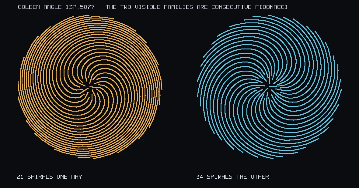 Two dark circles side by side. The left is filled with 21 orange spiral arms curving clockwise from the centre. The right has 34 blue arms curving the other way.