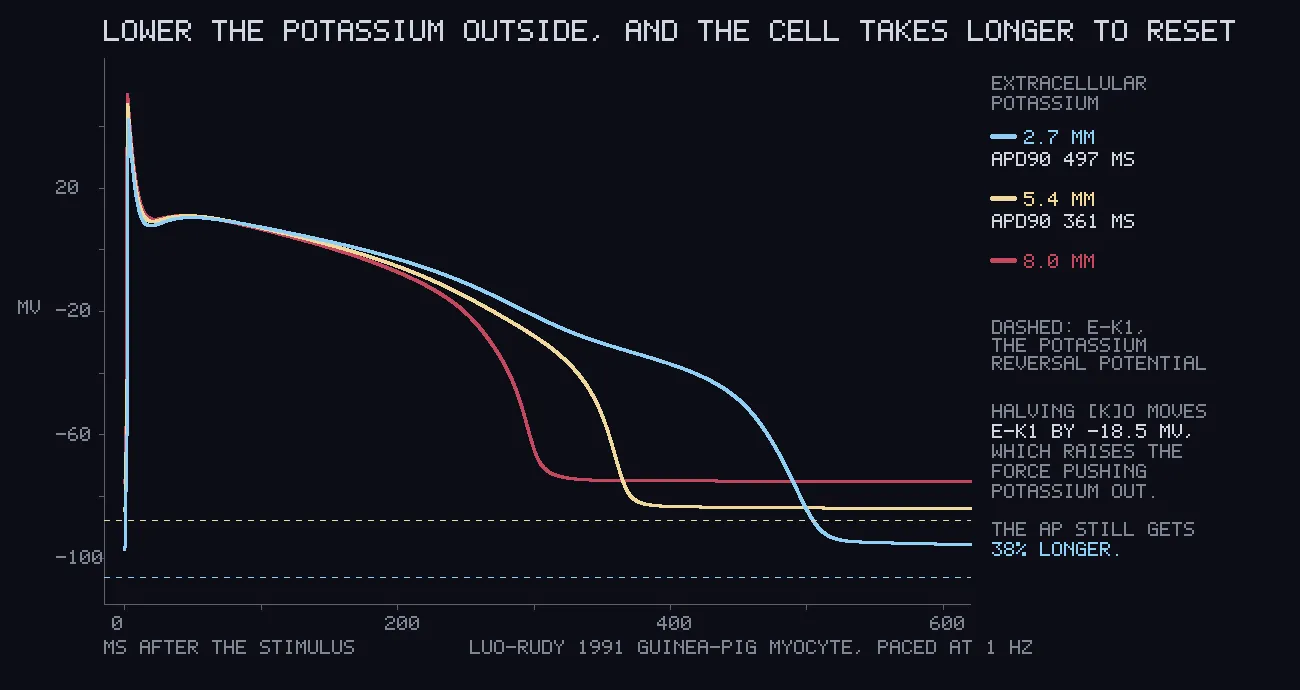 Three voltage traces of a cardiac action potential, each a sharp spike then a long plateau then a fall. The light blue low-potassium trace falls last, the red high-potassium trace first.